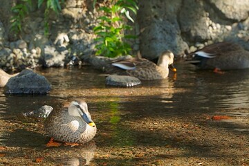 小川でくつろぐカルガモ