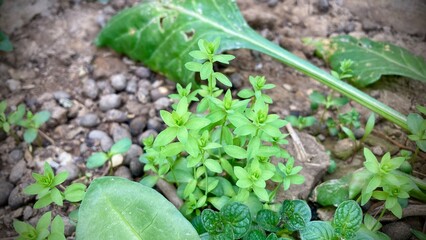 plant growing in the garden. sprout growing in the garden