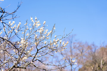 Plum blossoms blooming in the Hundred Herb Garden_41