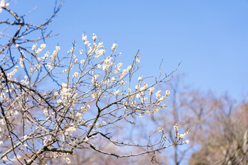 Plum blossoms blooming in the Hundred Herb Garden_39