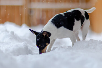 In a winter landscape, a Toy Fox Terrier exhibits natural behavior by engaging in olfactory...