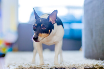 In a domestic setting, a reserved and melancholic toy fox terrier stands solemnly upon a plush carpet. - obrazy, fototapety, plakaty