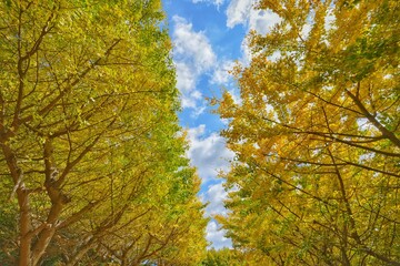 Fototapeta premium イチョウ並木