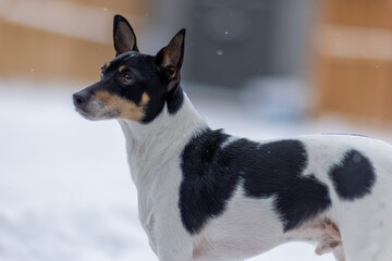 In an outdoor winter setting, a Toy Fox Terrier observes its surroundings with a poised demeanor, gazing upward as snowflakes gently descend.