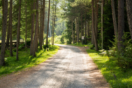Summer view of a dirt road in the Austrian Alps . Walking path between the pine trees in Imst, Austria during a sunny summer day. Blue sky. The road is going straigh ahead.