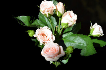 Elegant yellow pink small roses with green leaves, natural fresh chic rose pink cream color on black background.