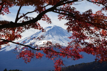 紅葉越しの富士山