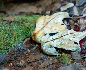 Portrait of a Gaboon Viper, found in rainforests in sub-Saharan Africa. They can grow up to almost...