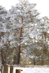 Bäume, deren Äste mit Schnee bedeckt sind 