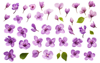 Bunch of Purple Flowers. A collection purple flowers arranged elegantly against a clean white backdrop. The flowers showcase their distinct petals and stems creating a striking contrast. - Powered by Adobe