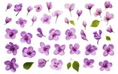 Bunch of Purple Flowers. A collection purple flowers arranged elegantly against a clean white backdrop. The flowers showcase their distinct petals and stems creating a striking contrast.