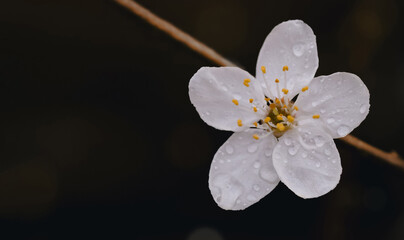 Spring Cherry blossoming with rain drops blurry bokeh light background,Single White sakura flowers with dreamy in evening, Image Beautiful nature scene with blooming spring flower