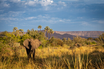 Desert adapted elephant in the Damaraland