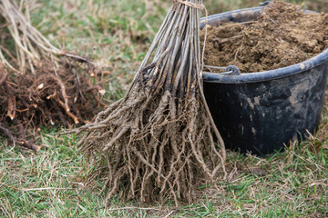 Planting trees. Tree saplings ready to be planted in the beautiful forest. Care for the environment