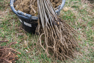 Planting trees. Tree saplings ready to be planted in the beautiful forest. Care for the environment