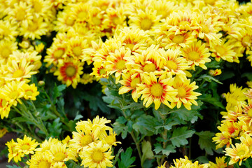 yellow chrysanthemum tree yellow flower background.