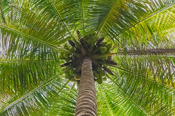 Coconuts on the tree