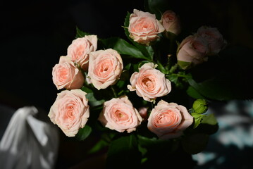Elegant yellow pink small roses with green leaves, natural fresh chic rose pink cream color on black background.