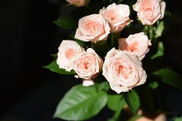 Elegant yellow pink small roses with green leaves, natural fresh chic rose pink cream color on black background.