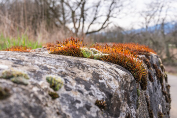 lichen et mousse naturelle sur le vieux mur en pierre