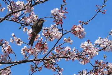 桜に留まるヒヨドリ