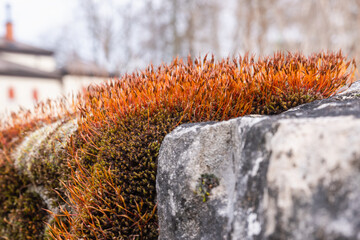 lichen et mousse naturelle sur le vieux mur en pierre