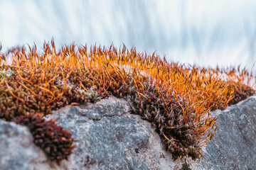lichen et mousse naturelle sur le vieux mur en pierre