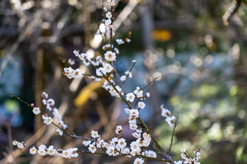 Plum blossoms blooming in the Hundred Herb Garden_30