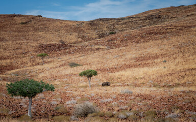 Black rhinoceros in the Damaraland