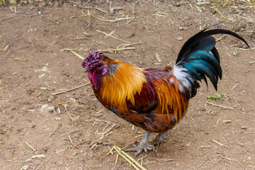 multi-colored rooster
