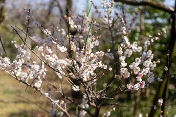 Plum blossoms blooming in the Hundred Herb Garden_28