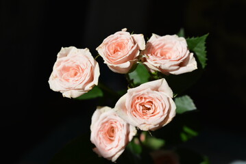 Elegant yellow pink small roses with green leaves, natural fresh chic rose pink cream color on black background.