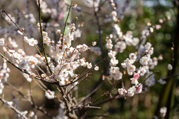 Plum blossoms blooming in the Hundred Herb Garden_22