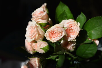 Elegant yellow pink small roses with green leaves, natural fresh chic rose pink cream color on black background.