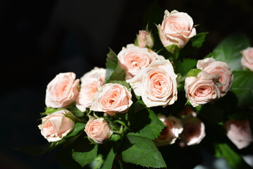 Elegant yellow pink small roses with green leaves, natural fresh chic rose pink cream color on black background.