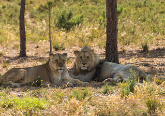 Male lion and Lioness very relaxed sitting under trees looking at camera. South Africa