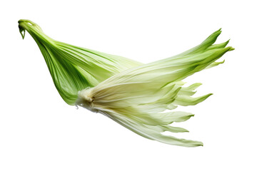 Close Up of a Flower. A close up view of a flower standing out against a plain white background. The intricate detail of the petals and center are prominently displayed showcasing the beauty of nature