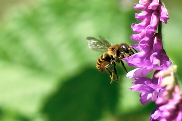 Biene