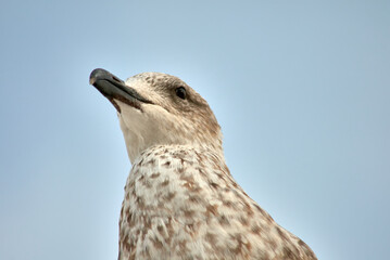 Closeup of the head of a seagull
