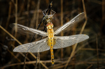 Dragonfly