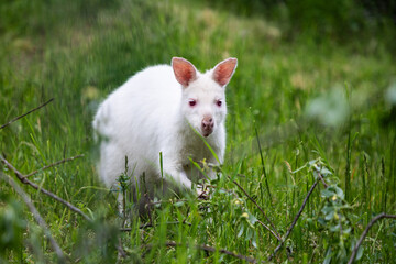 White kangaroo stands peacefully in a grassy field. The kangaroo is a symbol of Australia's unique wildlife, - 749837432