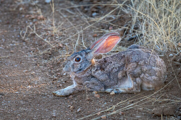 Srub hare