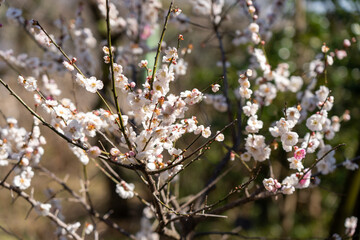 Plum blossoms blooming in the Hundred Herb Garden_18