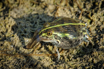 Afican bullfrog tadpole