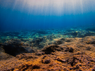coral reef in the sea