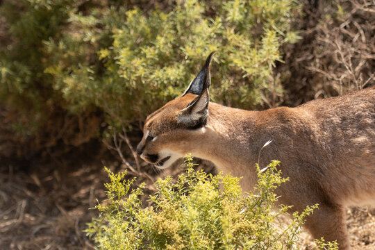 Single Caracal or Felis Caracal caracal, walking left with ears pointing upwards, against blurred background. South Africa