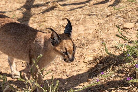 Single Caracal or Felis Caracal caracal, walking right with ears pointing upwards, against blurred background. South Africa
