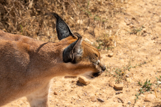 Single Caracal or Felis Caracal caracal, walking right with ears pointing upwards, against blurred background. South Africa