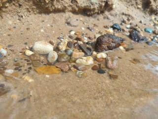 shell on the beach