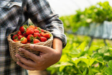 Happy Asian man senior farmer working on an organic strawberry farm and harvest picking strawberries. Farm organic fresh harvested strawberry and Agriculture industry.
